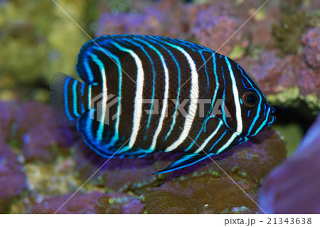アデヤッコの幼魚 アデヤッコの幼魚 21343638