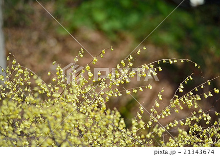 日向水木 日向水木 21343674