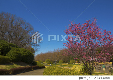 早春の公園 21343806
