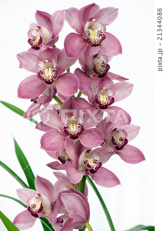 シンビジューム 21344086