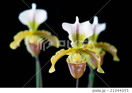 パフィオペディルム リーアヌム パフィオペディルム リーアヌム 21344355