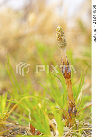 つくし つくし 21344909