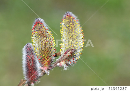 ネコヤナギ（猫柳） 21345287