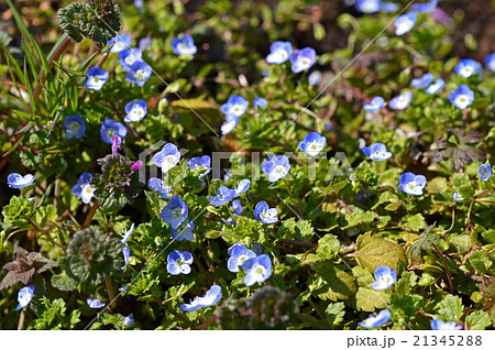 オオイヌノフグリ( 大犬の陰嚢) オオイヌノフグリ( 大犬の陰嚢) 21345288