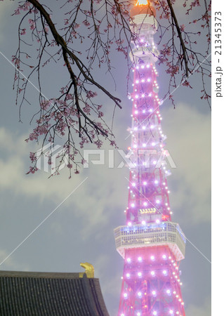 東京タワー さくら開花ピンクダイヤモンドヴェールと増上寺の桜 縦 の写真素材