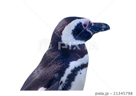 Profile of Magellanic Penguin isolated on white Profile of Magellanic Penguin isolated on white 21345798