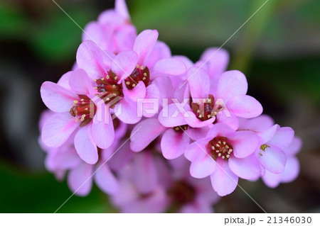 ヒマラヤユキノシタ 21346030