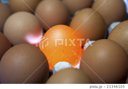 eggs, one egg it is illuminated 21346105