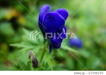 エゾホソバトリカブト。トムラウシ山にて。8月 21346253