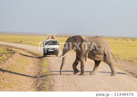 Elephantt crossing dirt roadi in Amboseli, Kenya. 21346470
