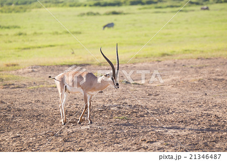 Grant's gazelle -  Nanger granti. 21346487
