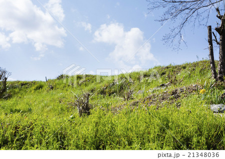 春が来た 春が来た 21348036