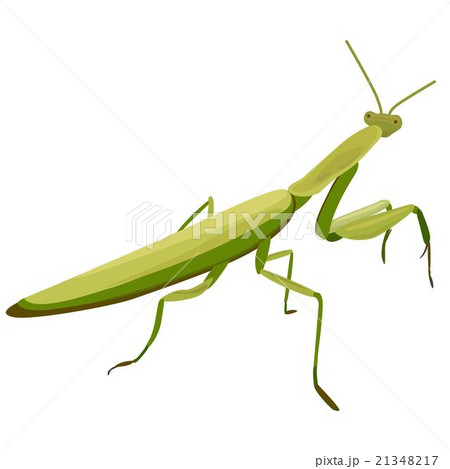 illustration of Mantis illustration of Mantis 21348217
