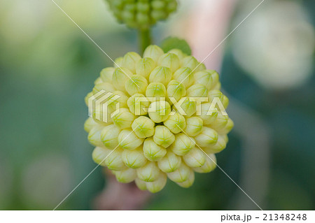 grain of white Powder Puff 21348248