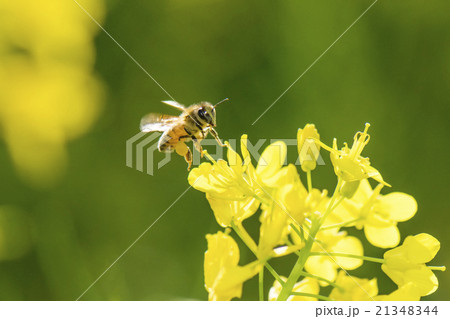 Honey bee flying 21348344