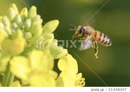Honey bee flying Honey bee flying 21348347