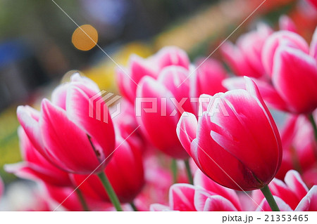 美しいチューリップ 21353465