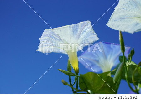 あさがおページ 93153 あさがお栽培セット アーテック[学校教材・教育玩具] 寸法