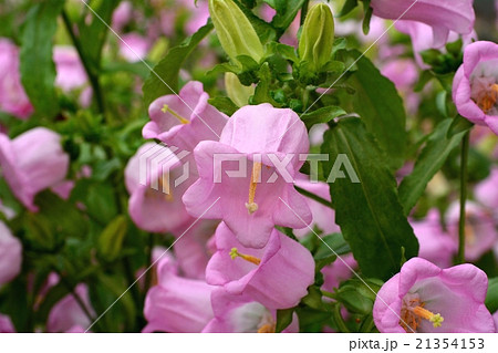 カンパニュラ 21354153