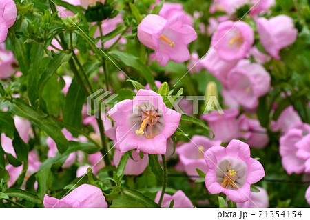 カンパニュラ 21354154