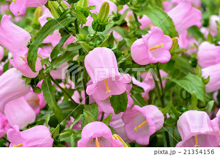 カンパニュラ 21354156