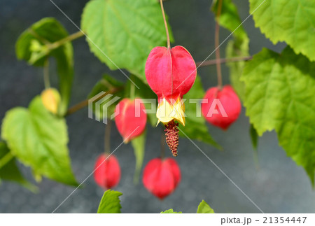 チロリアンランプ チロリアンランプ 21354447