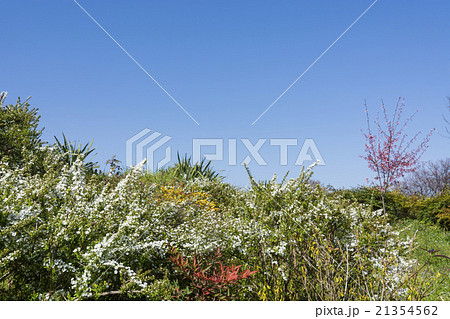 花咲く春の風景 21354562