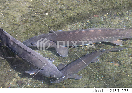 チョウザメ 21354573