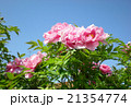 牡丹の花と青空 21354774
