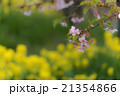 桜と菜の花 21354866