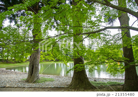 平泉毛越寺 浄土式庭園 平泉毛越寺 浄土式庭園 21355480