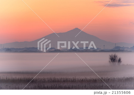 渡良瀬湿原の朝 21355606