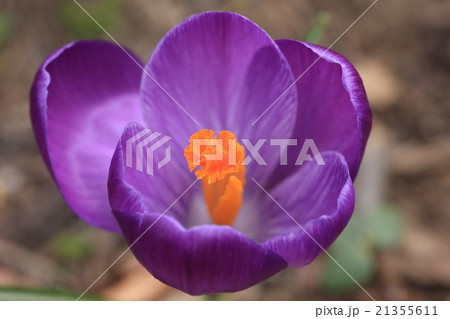 クロッカス クロッカス 21355611