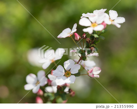 淡紅色の可愛い車輪梅 21355990