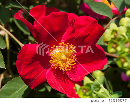 pink flower 21356377