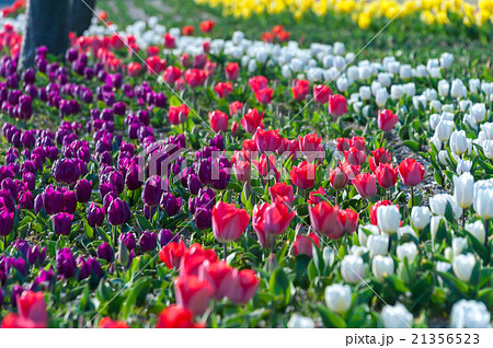 チューリップ チューリップ 21356523