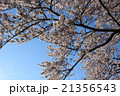 さくら 21356543
