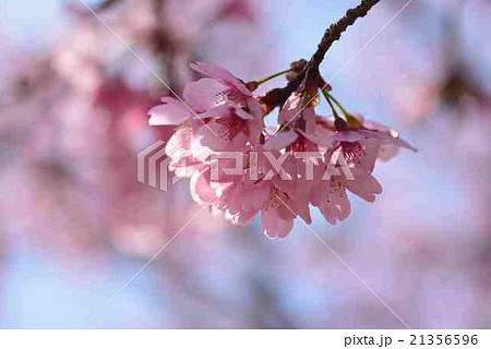 sakura ③ sakura ③ 21356596