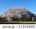 桜の木 21356883