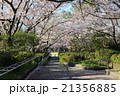 桜道 21356885