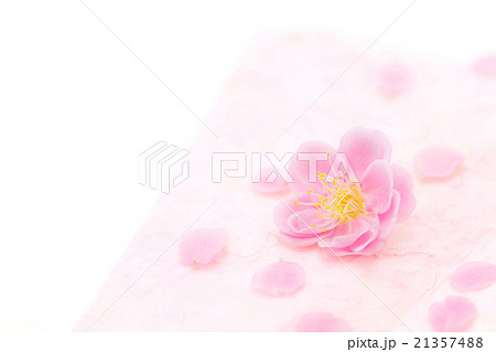 和紙の上の枝垂れ梅の花びら 21357488