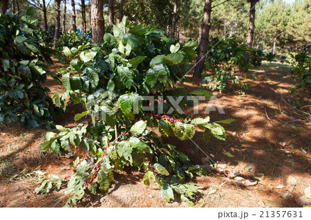Coffee beans on trees Coffee beans on trees 21357631