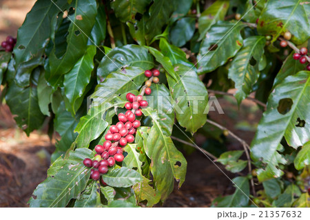 Coffee beans ripening on tree in North of thailand Coffee beans ripening on tree in North of thailand 21357632