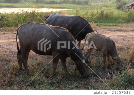 buffalo in the field thailand buffalo in the field thailand 21357638