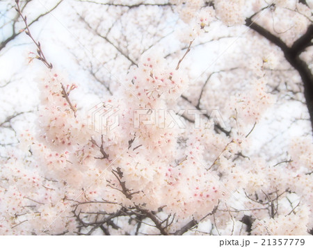 【桜】明るい春 21357779