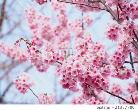 桜 ピンク色の桜の写真素材