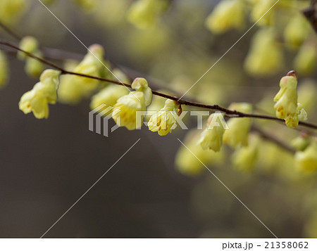 黄色の日向水木 黄色の日向水木 21358062
