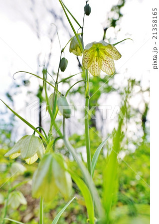 バイモの花の写真素材