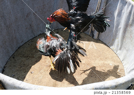 闘鶏 21358569
