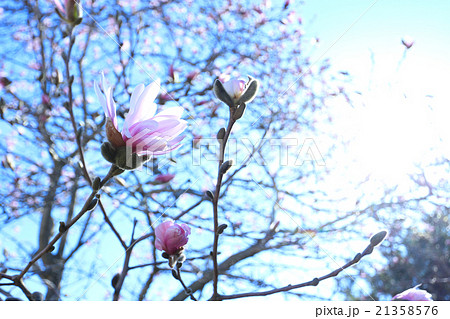 モクレン モクレン 21358576